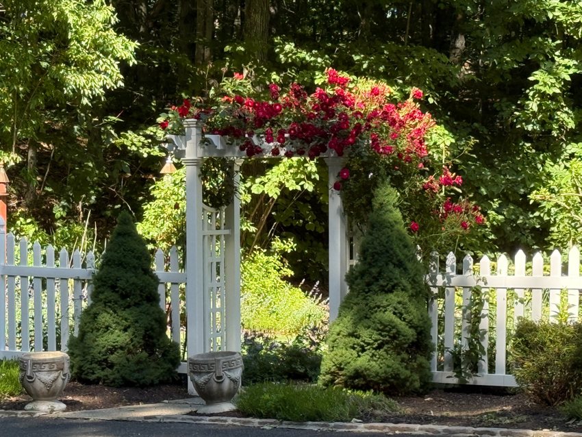 Red climbing roses frame a white garden arbor and fence.