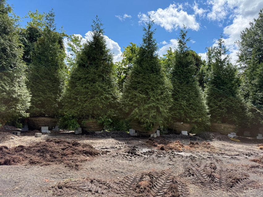 Evergreen trees staged alongside prepared ground.